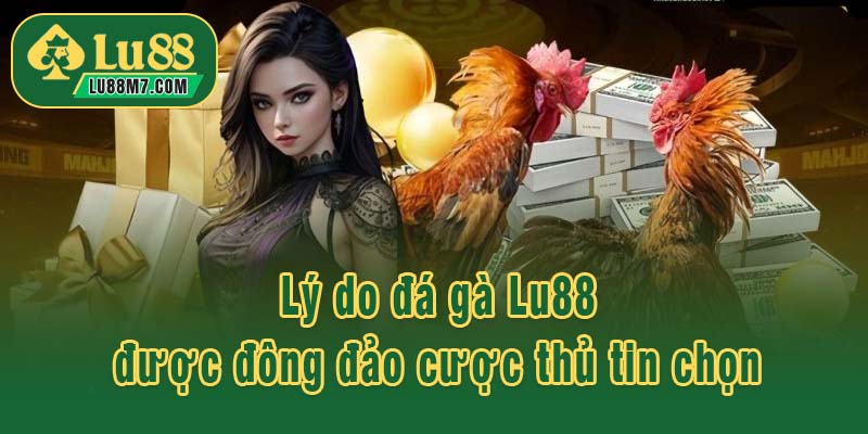 Lý do đá gà Lu88 được đông đảo cược thủ tin chọn