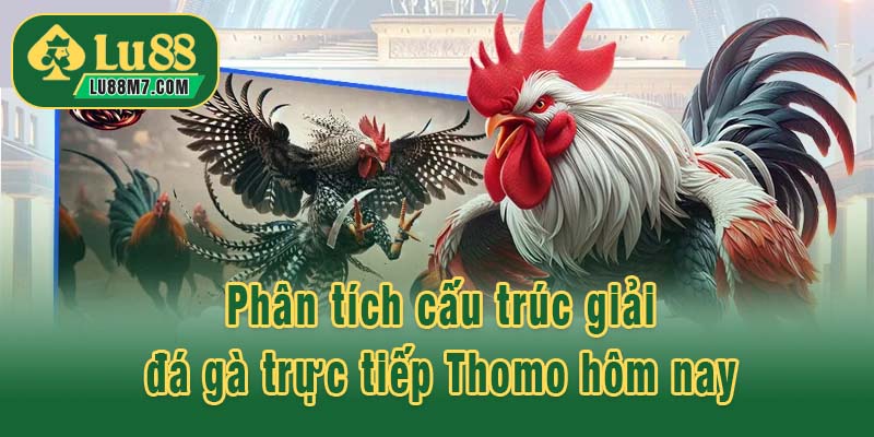 Phân tích cấu trúc giải đấu đá gà trực tiếp Thomo hôm nay