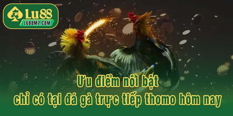 Ưu điểm nổi bật chỉ có tại đá gà trực tiếp thomo hôm nay