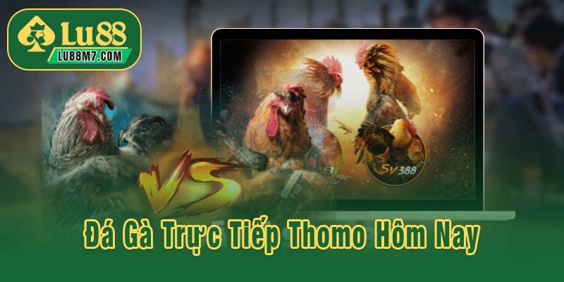 Đá gà trực tiếp Thomo hôm nay